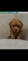 Green, a female Poodle - Toy  for sale in Roseville, CA – 5 of 7