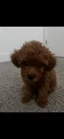 Green, a female Poodle - Toy  for sale in Roseville, CA – 6 of 9