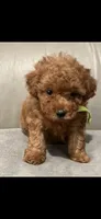 Green, a female Poodle - Toy  for sale in Roseville, CA – 4 of 7