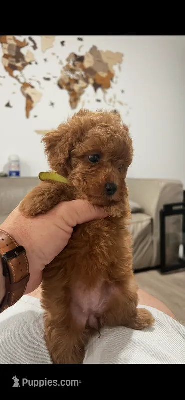 Green – Poodle - Toy  puppy for sale in Roseville, CA