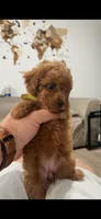 Green, a female Poodle - Toy  for sale in Roseville, CA – 1 of 7