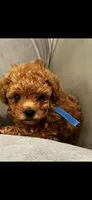Blue, a male Poodle - Toy  for sale in Roseville, CA – 5 of 6