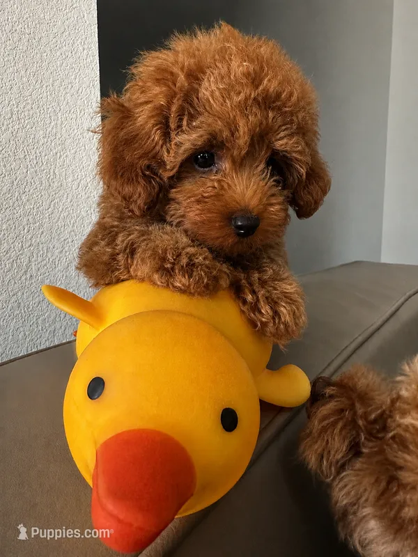 White – Poodle - Toy  puppy for sale in Roseville, CA