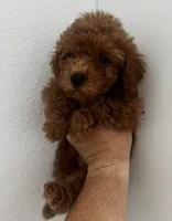 Green, a female Poodle - Toy  for sale in Roseville, CA – 5 of 9