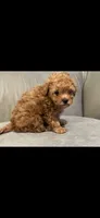 Blue, a male Poodle - Toy  for sale in Roseville, CA – 6 of 6