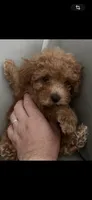 White, a male Poodle - Toy  for sale in Roseville, CA – 3 of 10