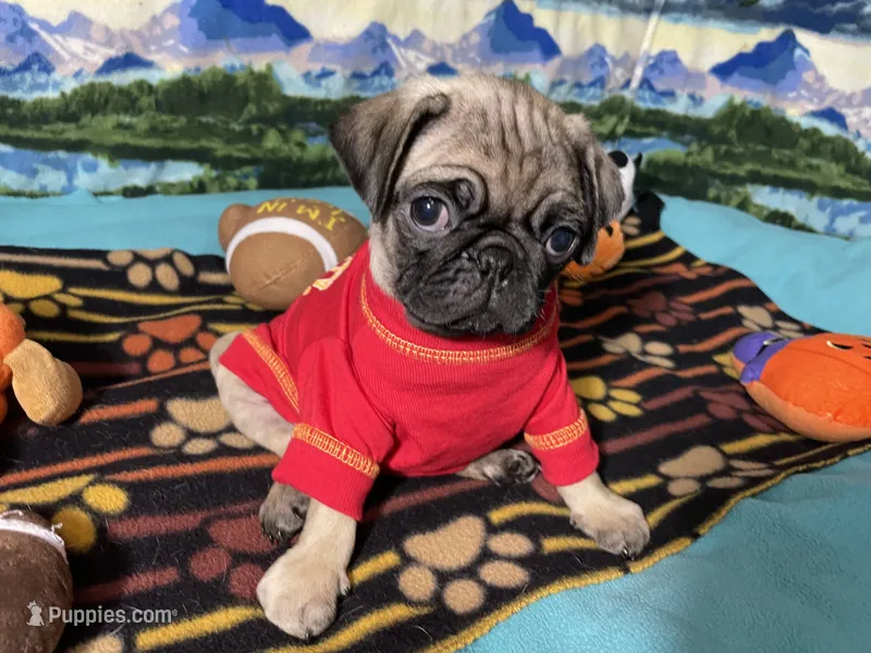 AKC Moe – Pug puppy on hold in Columbia, MO