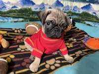 AKC Moe, a male Pug for sale in Columbia, MO – 6 of 7