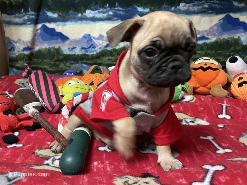 Teddy – French Bulldog, Pug puppy for sale in Columbia, MO