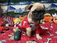 Teddy, a male French Bulldog and Pug for sale in Columbia, MO – 3 of 8