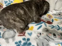 Duke, a male French Bulldog and Pug for sale in Columbia, MO – 7 of 7
