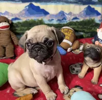 AKC Wiilie, a male Pug for sale in Columbia, MO – 3 of 9