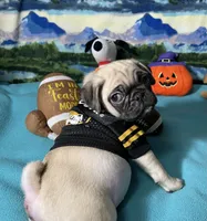 AKC Cooper, a male Pug for sale in Columbia, MO – 7 of 8