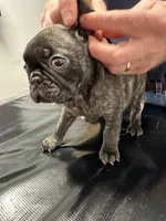 Birdie, a female French Bulldog and Pug for sale in Columbia, MO – 10 of 10