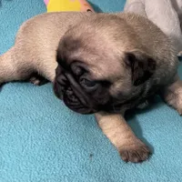 Sassy, a female French Bulldog and Pug for sale in Columbia, MO – 3 of 10