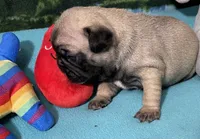 Sassy, a female French Bulldog and Pug for sale in Columbia, MO – 2 of 10