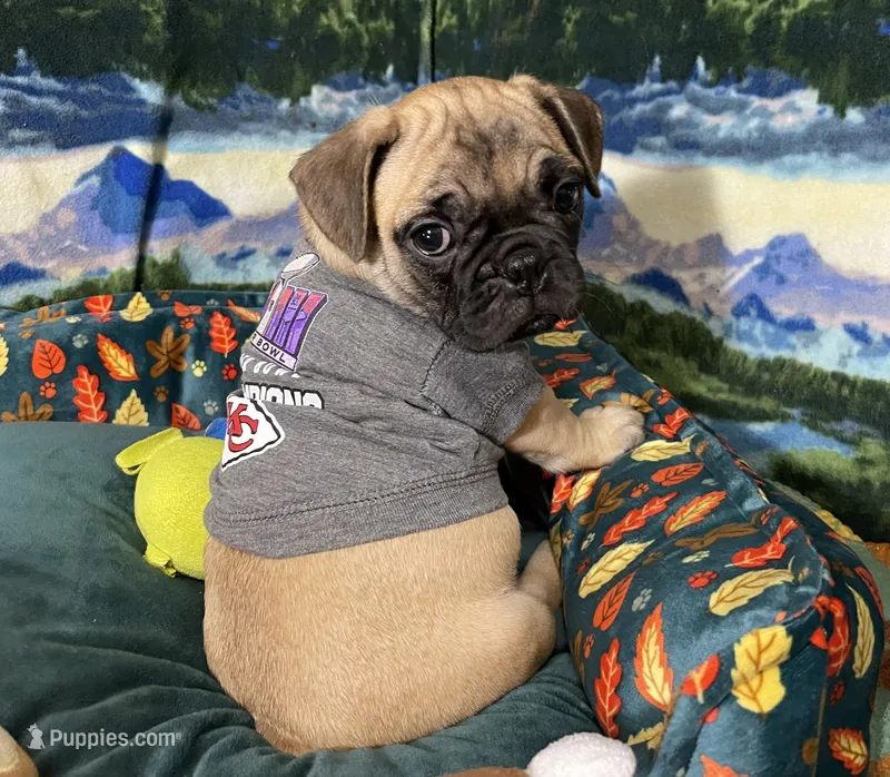 Max – French Bulldog, Pug puppy for sale in Columbia, MO