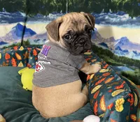 Max, a male French Bulldog and Pug for sale in Columbia, MO – 1 of 10