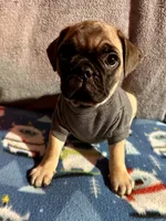 Max, a male French Bulldog and Pug for sale in Columbia, MO – 10 of 10