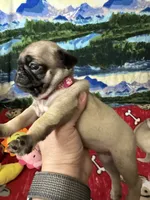 AKC Rose, a female Pug for sale in Columbia, MO – 2 of 4