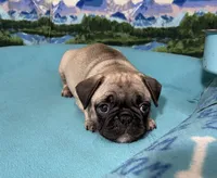 Sassy, a female French Bulldog and Pug for sale in Columbia, MO – 4 of 10