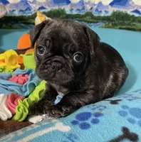 Birdie, a female French Bulldog and Pug for sale in Columbia, MO – 1 of 10