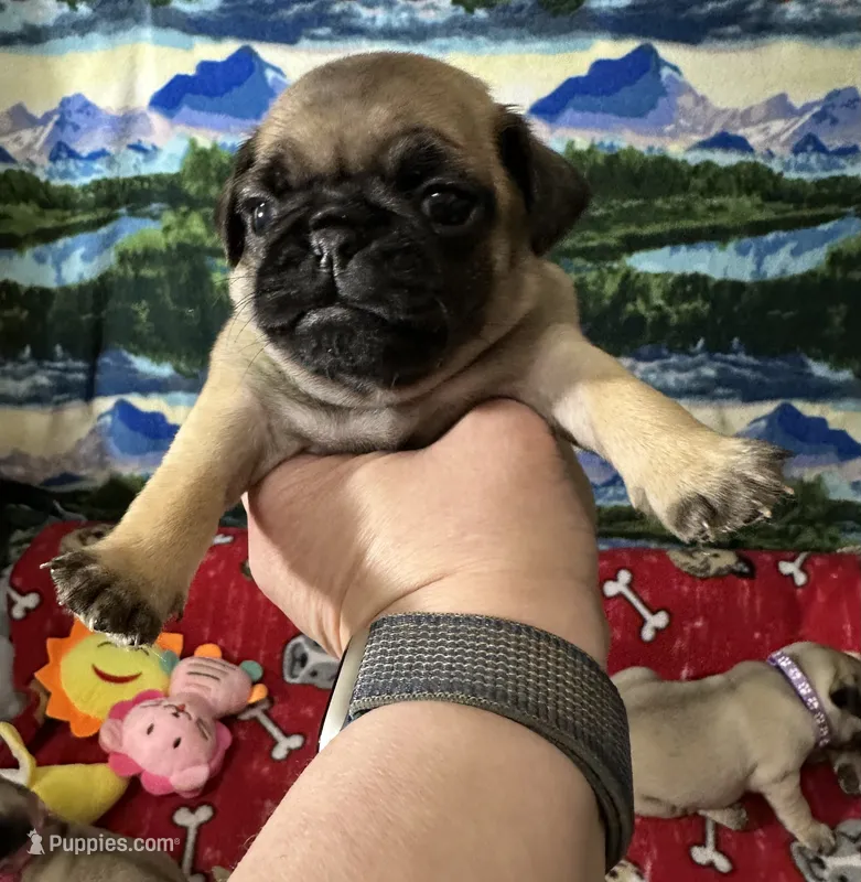 AKC Willy – Pug puppy for sale in Columbia, MO