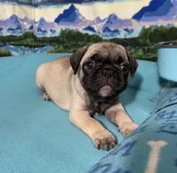 Sassy, a female French Bulldog and Pug for sale in Columbia, MO – 5 of 10