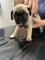 Sassy, a female French Bulldog and Pug for sale in Columbia, MO – 8 of 10