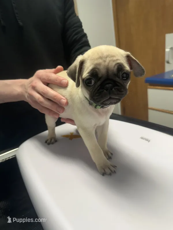Olive – Pug puppy for sale in Columbia, MO