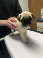 Olive, a female Pug for sale in Columbia, MO – 1 of 5