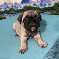 Sassy, a female French Bulldog and Pug for sale in Columbia, MO – 3 of 10