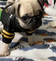 AKC Tiny, a female Pug for sale in Columbia, MO – 2 of 10