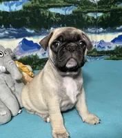 Hercules , a male French Bulldog and Pug for sale in Columbia, MO – 2 of 10