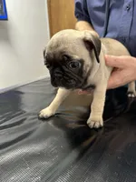 Sassy, a female French Bulldog and Pug for sale in Columbia, MO – 10 of 10