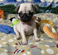 AKC Tiny, a female Pug for sale in Columbia, MO – 3 of 10