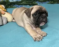 Hercules , a male French Bulldog and Pug for sale in Columbia, MO – 4 of 10
