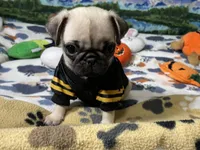 AKC Tiny, a female Pug for sale in Columbia, MO – 7 of 10