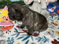 Duke, a male French Bulldog and Pug for sale in Columbia, MO – 4 of 7