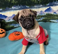AKC Willy, a male Pug for sale in Columbia, MO – 7 of 10