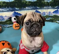 AKC Willy, a male Pug for sale in Columbia, MO – 4 of 10