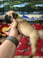 AKC Willy, a male Pug for sale in Columbia, MO – 3 of 10