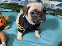 AKC Cooper, a male Pug for sale in Columbia, MO – 5 of 8