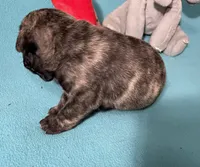 Birdie, a female French Bulldog and Pug for sale in Columbia, MO – 4 of 6
