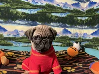 AKC Moe, a male Pug for sale in Columbia, MO – 7 of 7