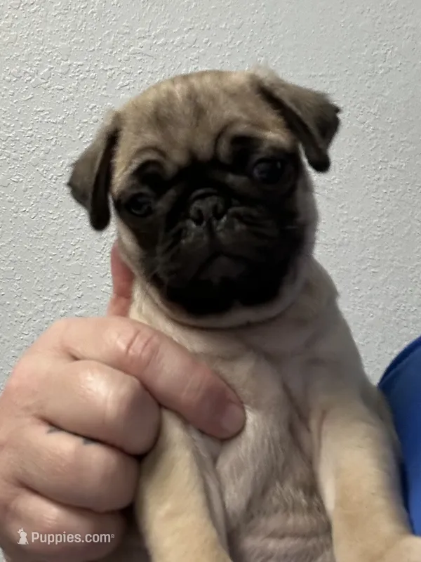 Lilly – Pug puppy for sale in Columbia, MO