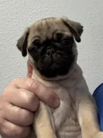 Lilly, a female Pug for sale in Columbia, MO – 1 of 8