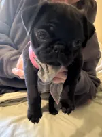 Penny, a female Pug for sale in Denver, CO – Photo 4 of 10