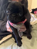 Penny, a female Pug for sale in Denver, CO – Photo 6 of 10
