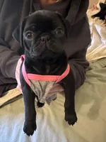 Penny, a female Pug for sale in Denver, CO – Photo 8 of 10